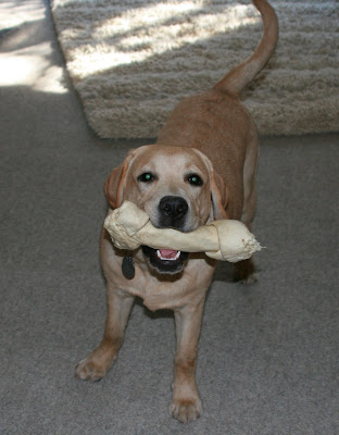 Cooper has graduated to huge rawhide bones now