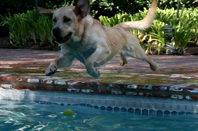 Pool Labrador Cooper