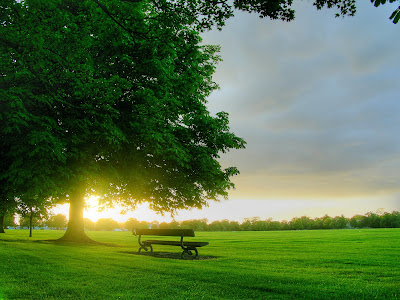 Nature_Other_Morning_in_park_005301_.jpg