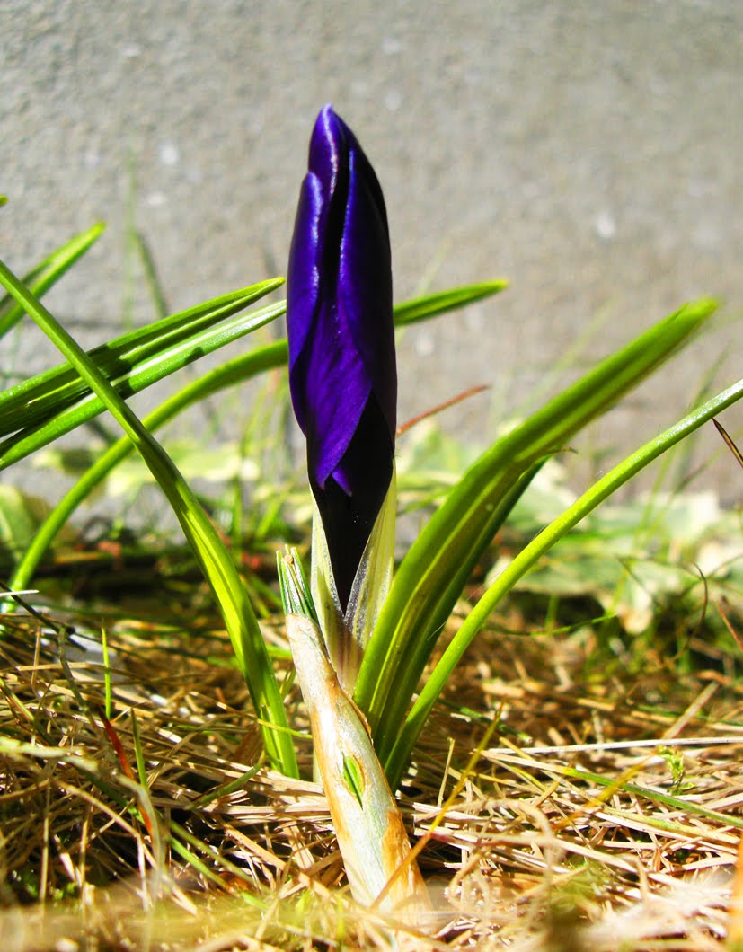 [crocus.jpg]