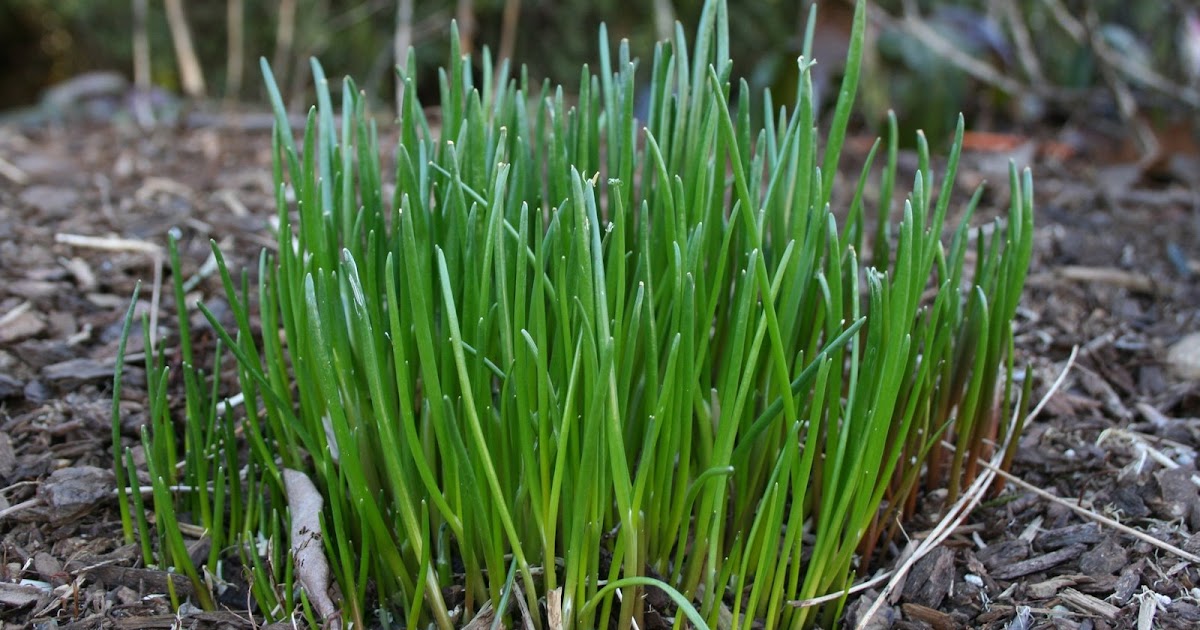 first chive cutting