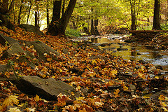 Autumn in the Forest - photo by Pejuko (Creative Commons licence) Autumn in the Forest - photo by Pejuko (Creative Commons licence)