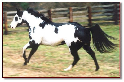 Frame Overo Horse