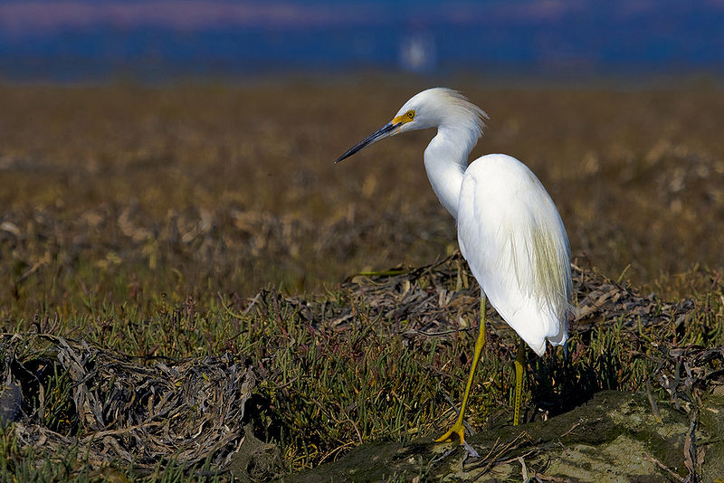 Great Egret Identification All About Birds Cornell Lab >> Amish Country Amateur Birder One Hundred And 94 108 Great Egret Identification All About Birds Cornell Lab >> Amish Country Amateur Birder One Hundred And 94 108