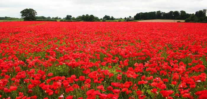 http://1.bp.blogspot.com/_GNJ954SzZVs/SwW8A8sWj5I/AAAAAAAAEgI/_pqte2Hy6r8/s1600/poppy_field.jpg