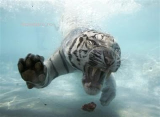 captive-tiger-pictures.jpg