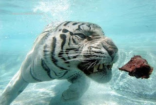 tiger-water-meat.jpg