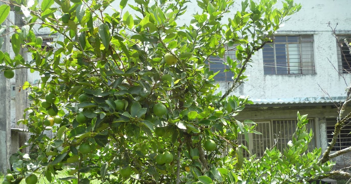herbario virtual instituto agropecuario veracruz: limon