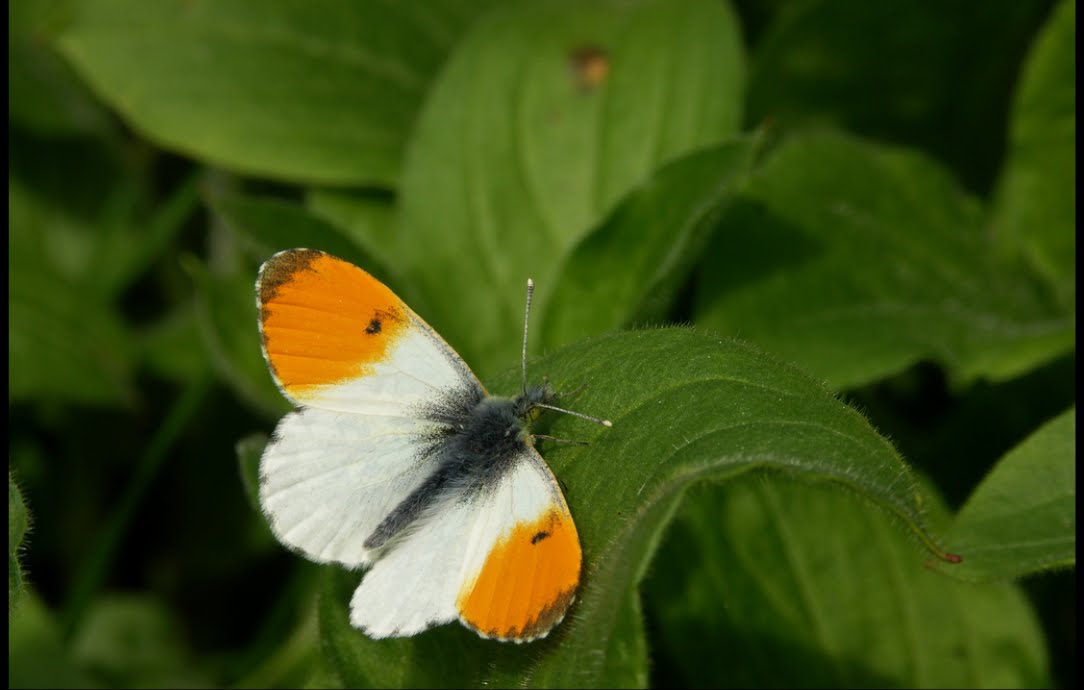 [anthocharis_cardamines.bmp]