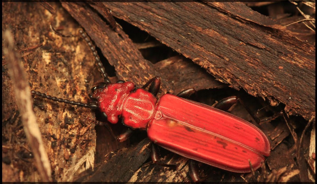 [cucujus_cinnaberinus.bmp]