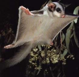 Flying Monkey Squirrel