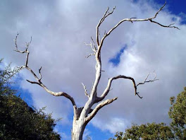 Barren Tree