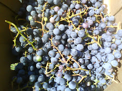 Box of harvested grapes
