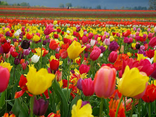 http://1.bp.blogspot.com/_GPX1JrgEfuU/S8ocINkfBNI/AAAAAAAAAm8/tlKpK4F70DM/s320/tulips.jpg
