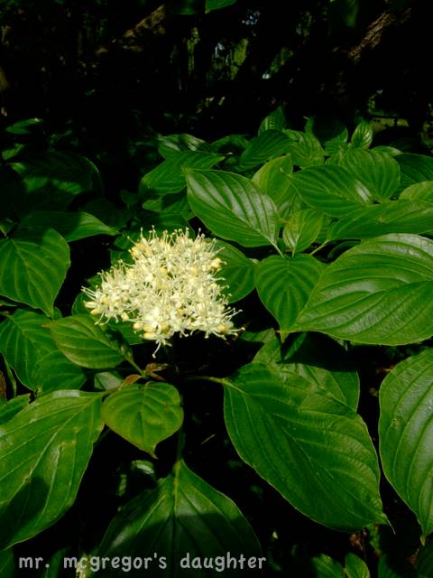 [DSCF5795.JPG]