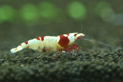 Crystal Red Shrimp Crystal+Red+Shrimp+2+Stop