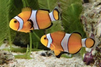 petco clownfish
