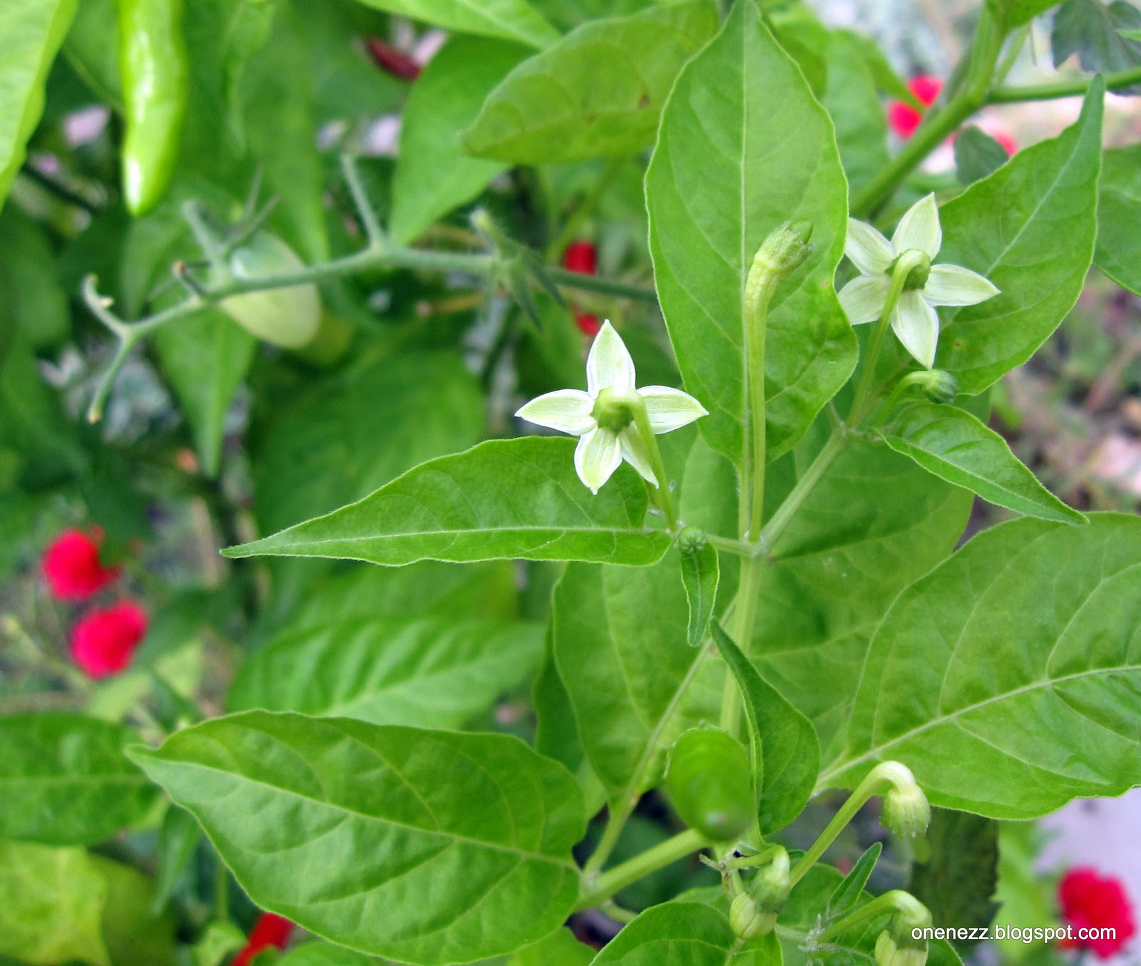 Onenezz Bird's Eye Chillies