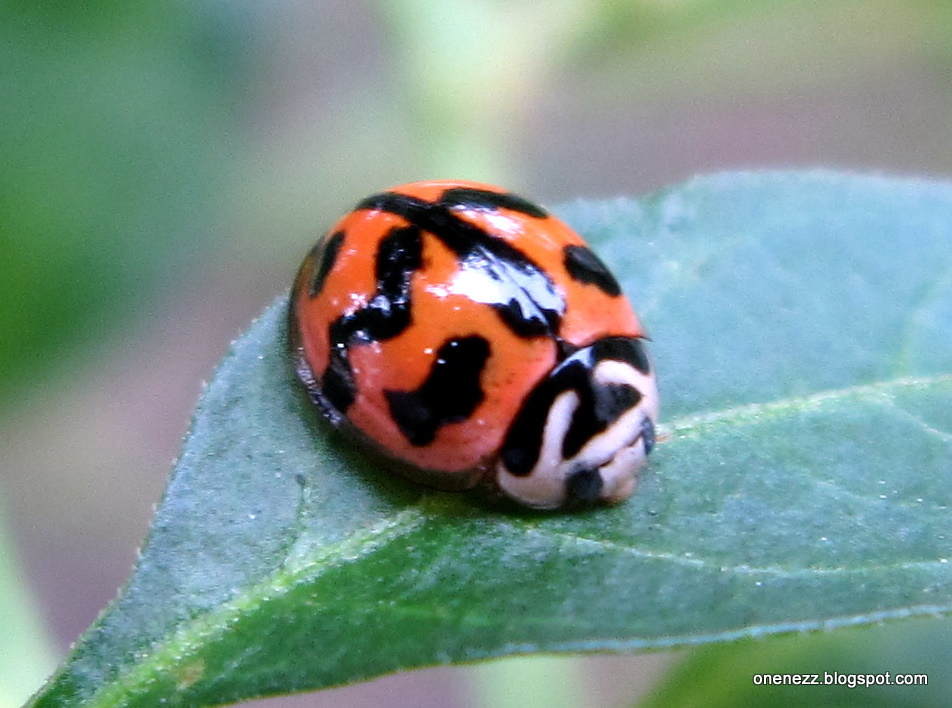 Tropical Nature Photos Childhood Photos of Ladybugs