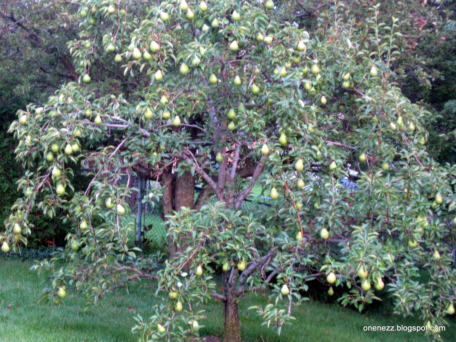 Onenezz Bountiful Fruits in Canada