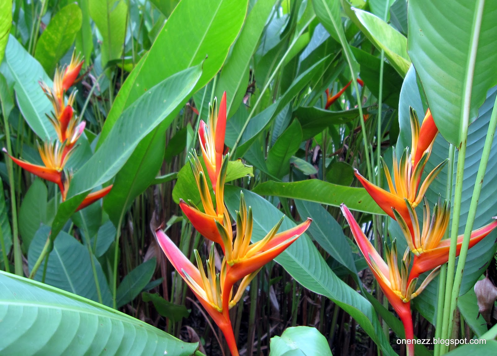 What Animals Eat Heliconia Flower at Jon Wilson blog