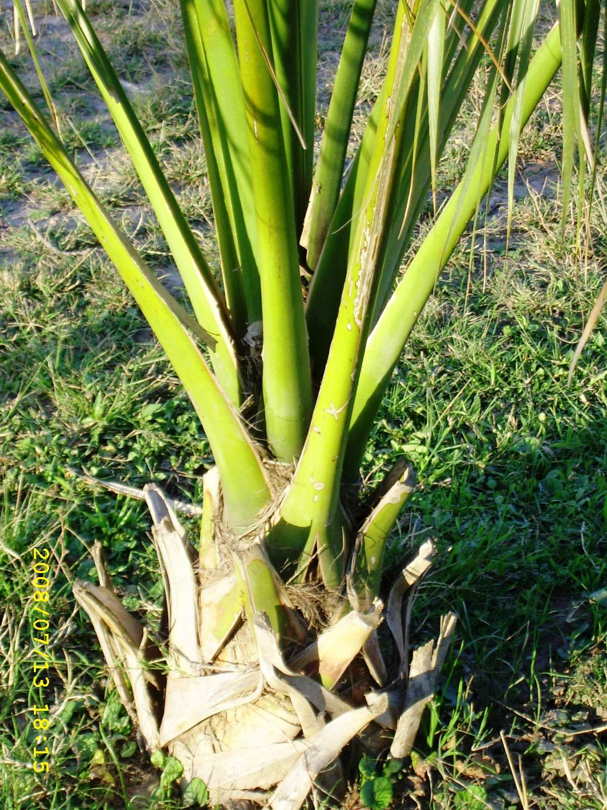 [Sabal+campo+'08.JPG]