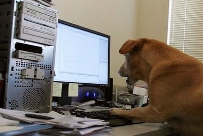 dog+working+computer.jpg