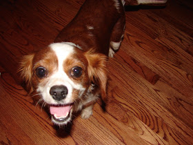 precious cavaliers small dog rescue