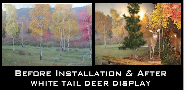 White Tail Deer Display