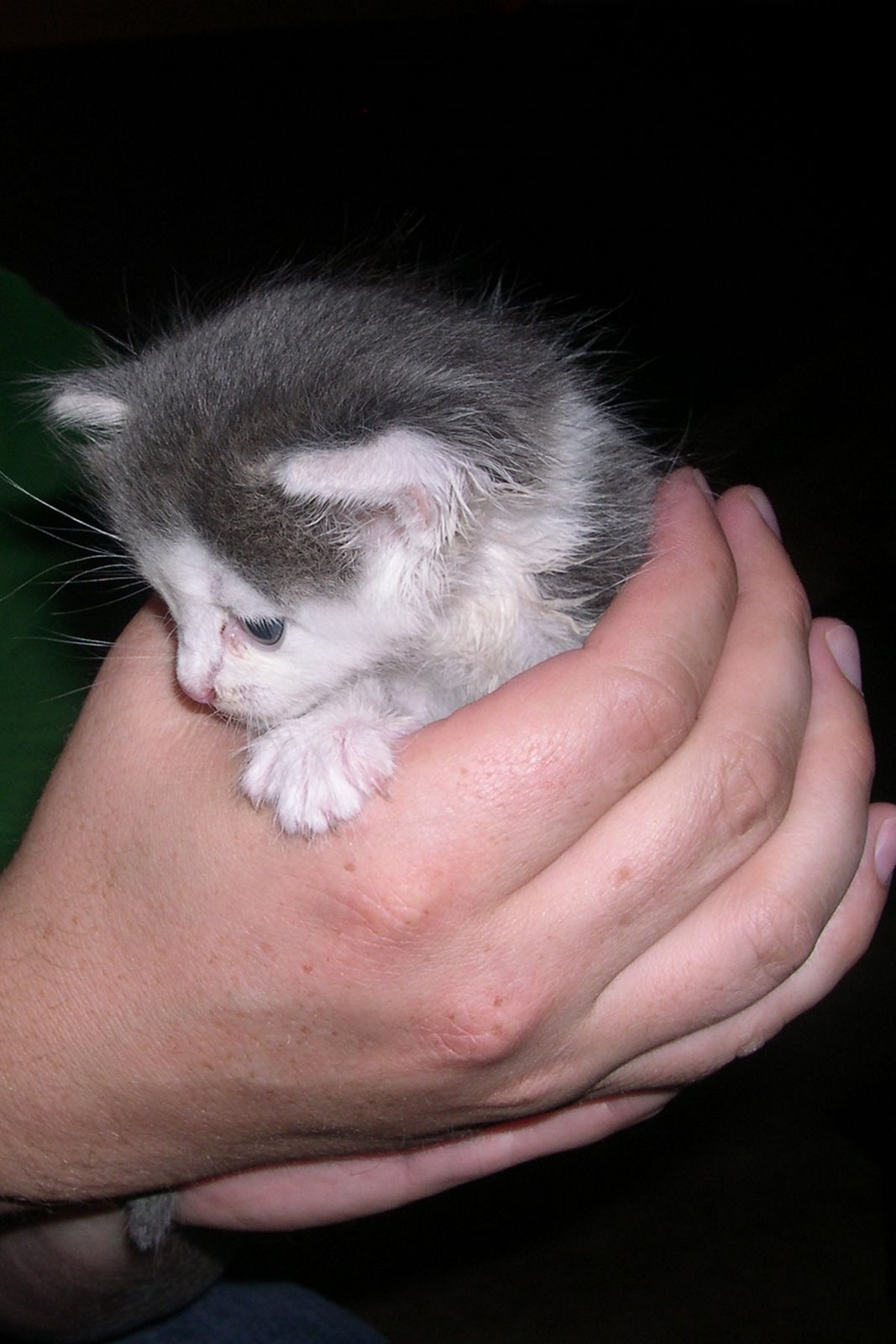[Tiny+Kitty.jpg]