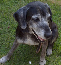 Pointer 12 anos, adotado da rua em 2008.