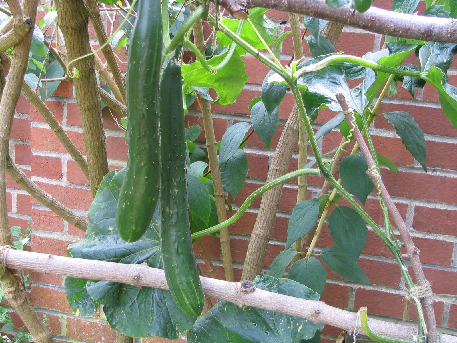 Mark's Veg Plot Project Cucumber
