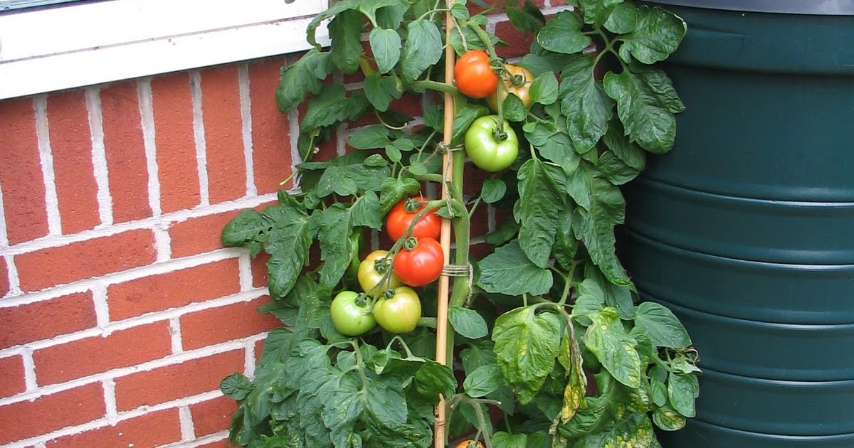 Mark's Veg Plot Ripening tomatoes