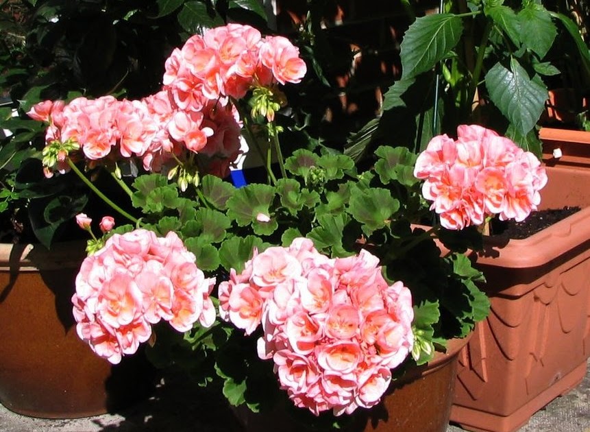 Mark's Veg Plot Taking Geranium cuttings