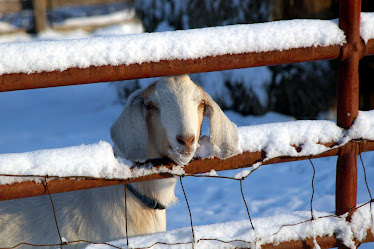Brrr!  My ears are cold are yours?