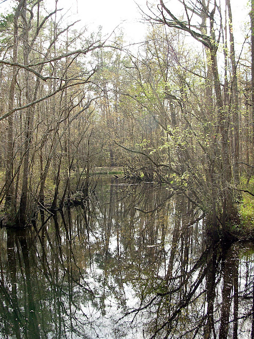 A coastal creek