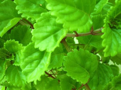 creeping charlie houseplant