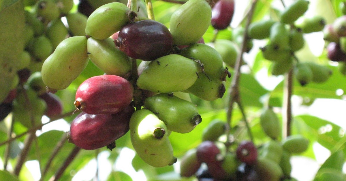 Nature shots Njaval pazham(Black Plum Tree)