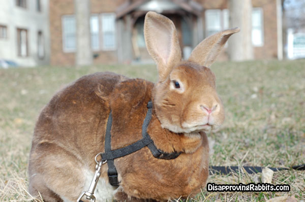 Cinnamon Bunny