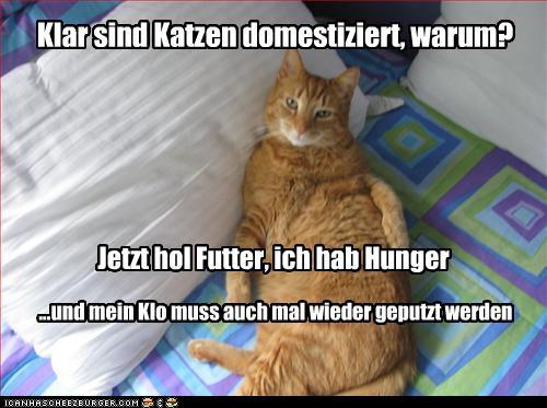 Wenn Meine Katze Singen Konnte