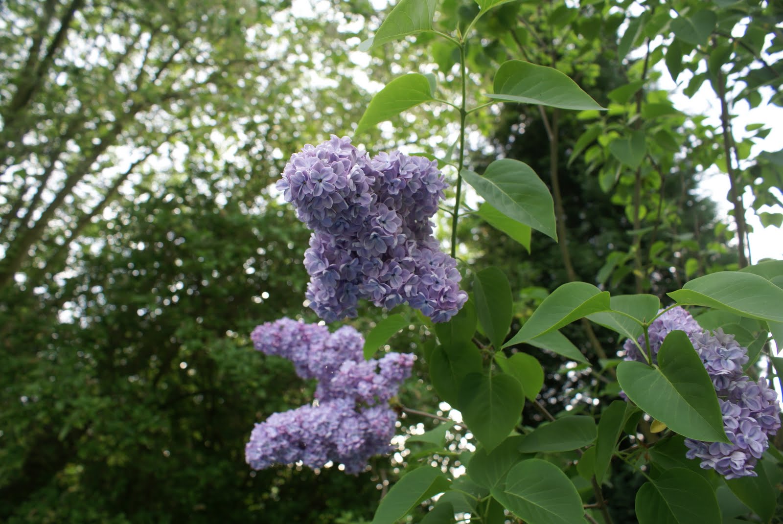 The World S Tree Species Lilac Tree Or Small Shrub Syringa Vulgaris