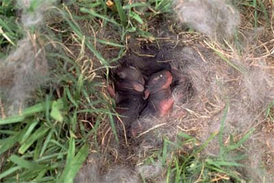 Baby Cottontail Rabbit