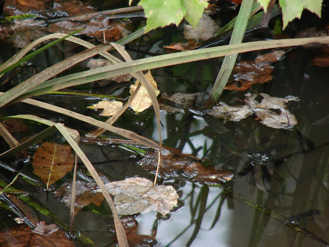 Haw River's Edge On Oct.4th