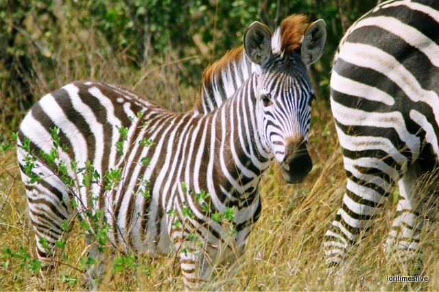 [Hwange+Zebra.JPG]