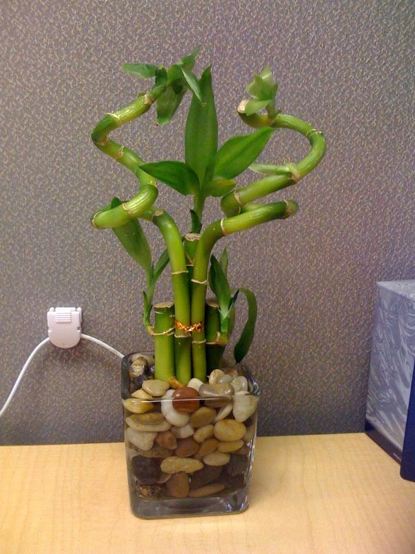 [bamboo.jpg]
