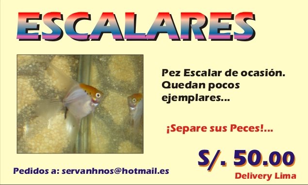 VENDO PEZ ESCALAR HEMBRA