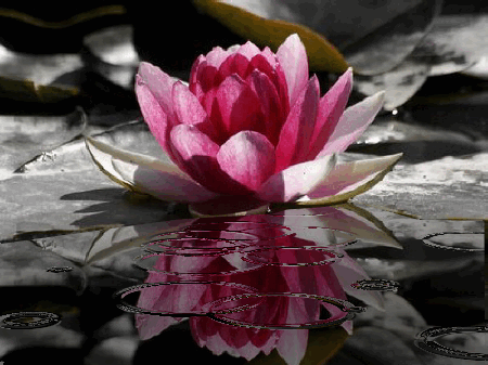 Refletir e Sentir: novembro 2009