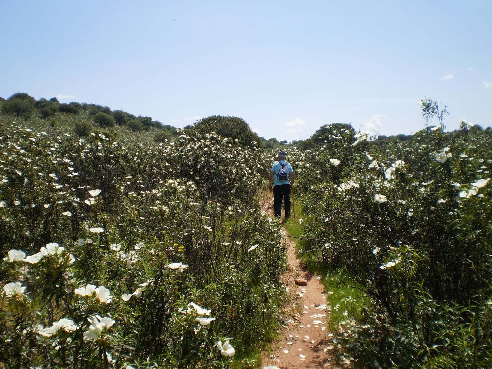 ECOS Y PALABRAS JARALES EN FLOR.