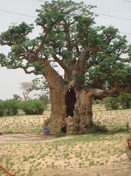 Un petit exemple de baobab