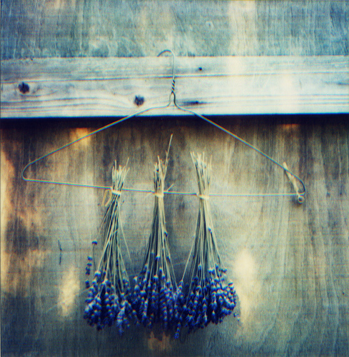 Drying Lavender